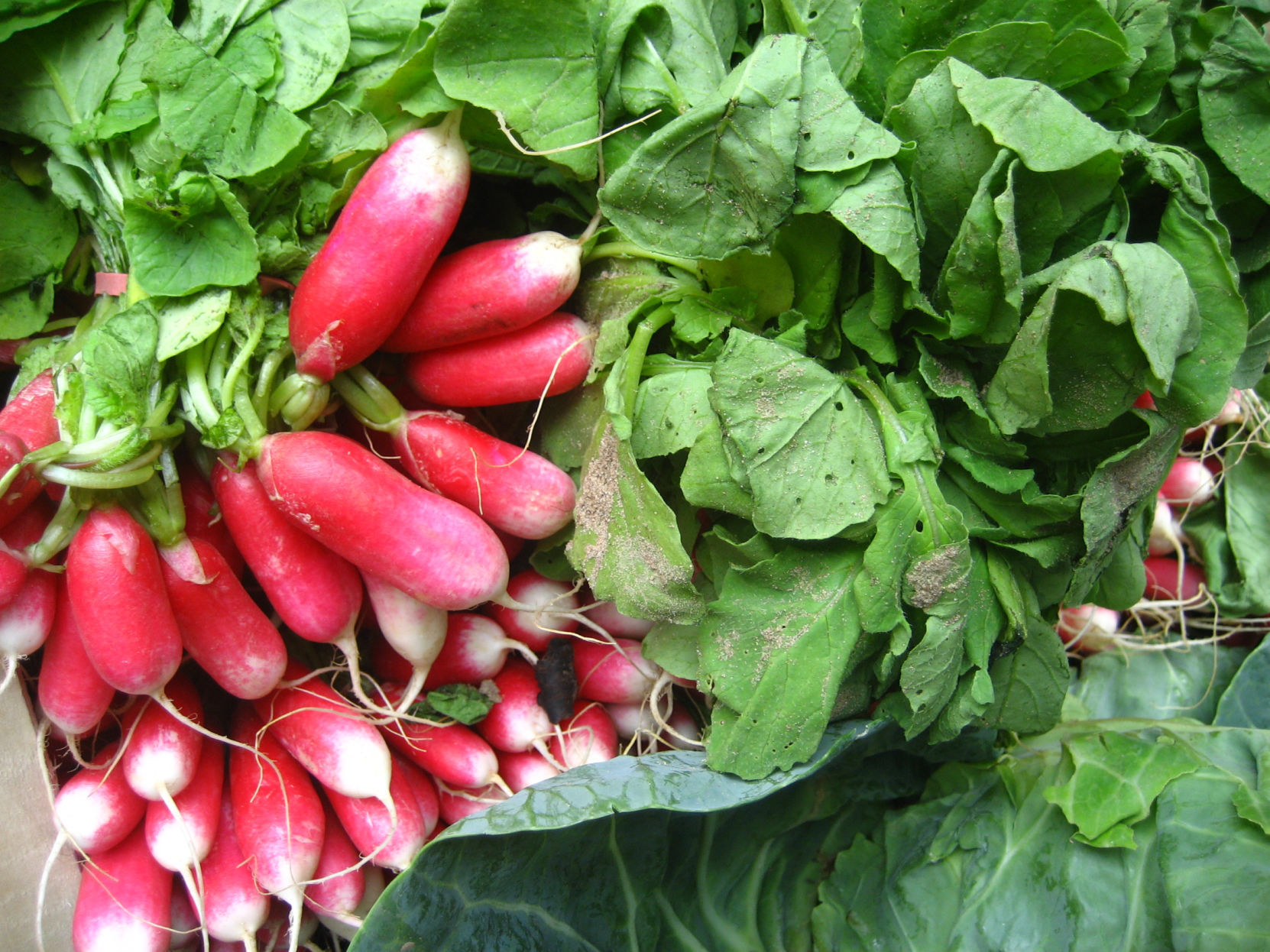 Radishes (copy)
